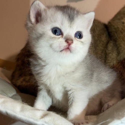 قط سكوتش ستريت سلڤر ذكر