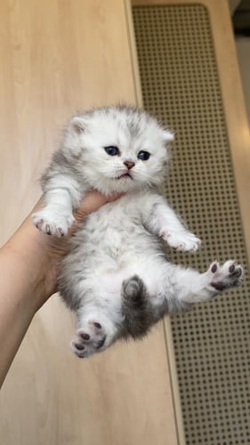 قطة سكوتش فولد دبل كوت سلڤر انثى