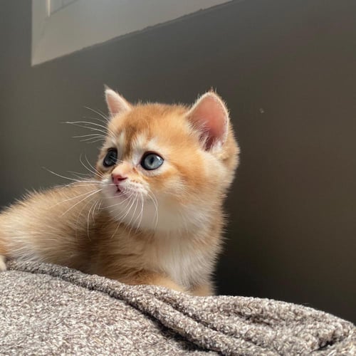 قط سكوتش ستريت قولد Ny11 / ذكر