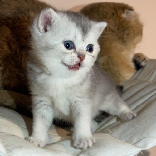 قط سكوتش ستريت سلڤر ذكر