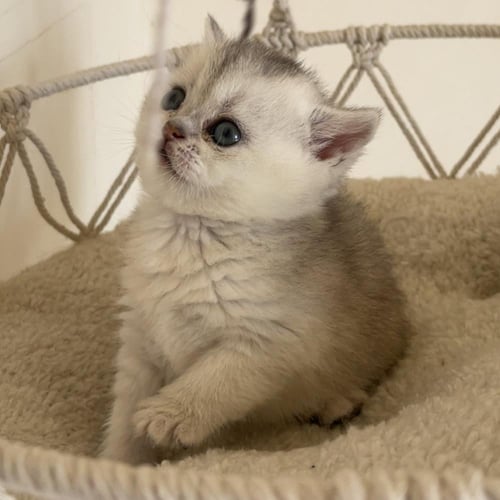 قط سكوتش ستريت سلڤر انثى