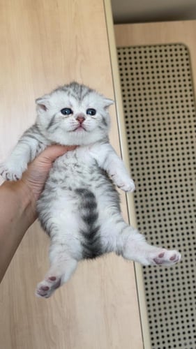 قط سكوتش ستريت سلڤر انثى