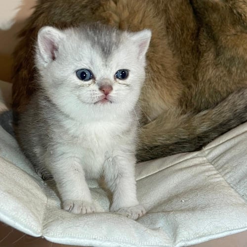 قط سكوتش ستريت سلڤر ذكر