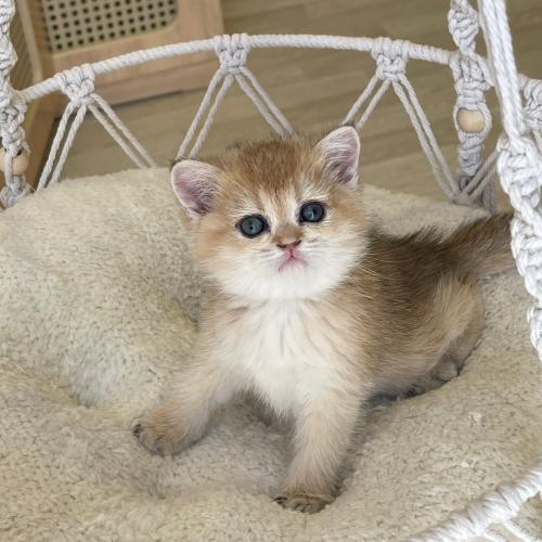 سكوتش ستريت انثى