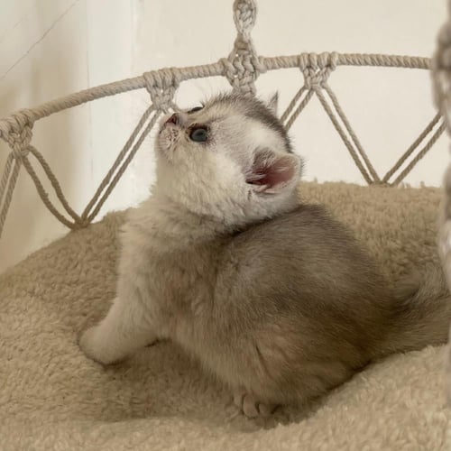 قط سكوتش ستريت سلڤر انثى