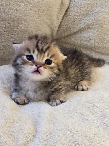 قط منشكن ( القط القزم ) قولد سبوتيد تابي / ذكر