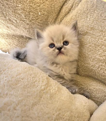 هملايا / ذكر