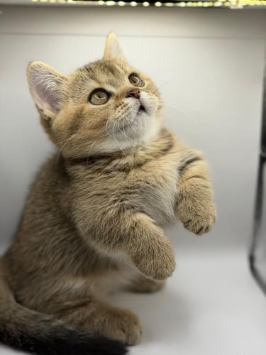 قط منشكن ( القط القزم ) ذكر