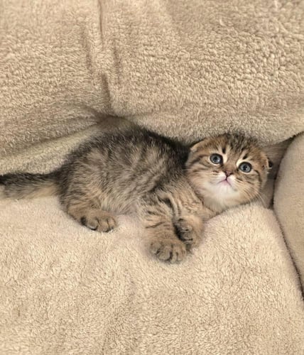 قط سكوتش فولد تايقر ذكر