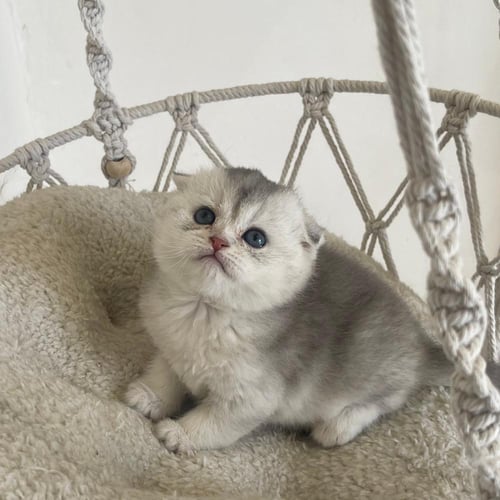 قطه سكوتش فولد سلڤر انثى