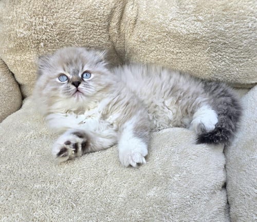 قط شيرازي فولد/ذكر