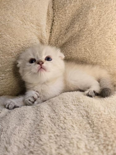 قطة سكوتش تربل فولد بوينت / انثى