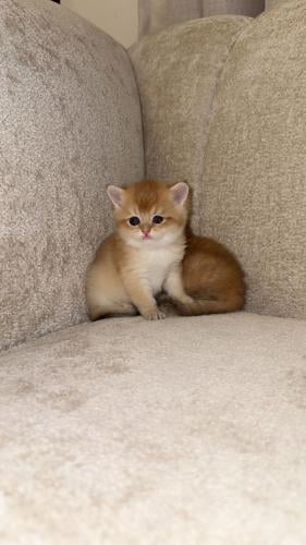 قط سكوتش ستريت قولد / ذكر