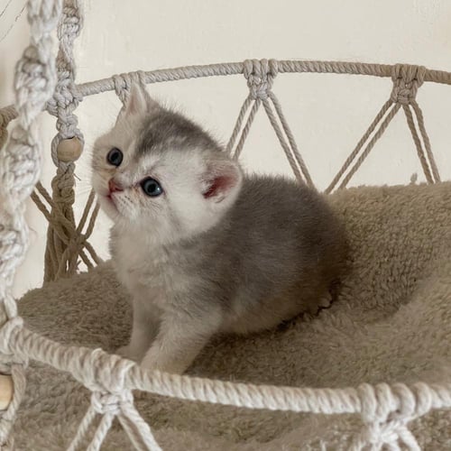 قطة سكوتش ستريت سلڤر ذكر