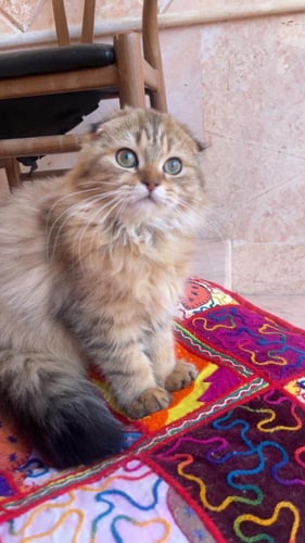 قطة سكوتش فولد لونق هير / انثى