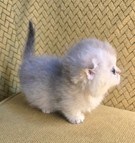 قطه منشكن /أنثى