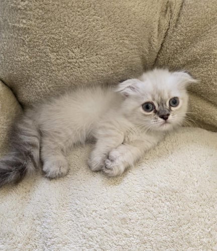 قط منشكن ( القزم ) / ذكر