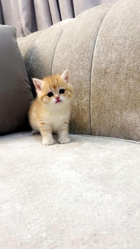 قطة سكوتش ستريت NY12 / انثى