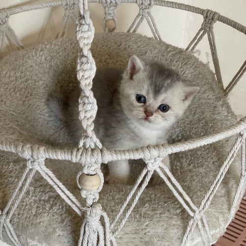 قطة سكوتش ستريت سلڤر ذكر