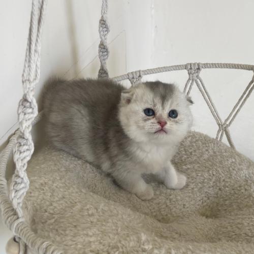 قطه سكوتش فولد سلڤر انثى