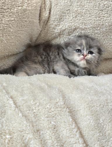 قط سكوتش تربل فولد بوينت ذكر