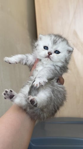 قطة سكوتش فولد دبل كوت سلڤر انثى