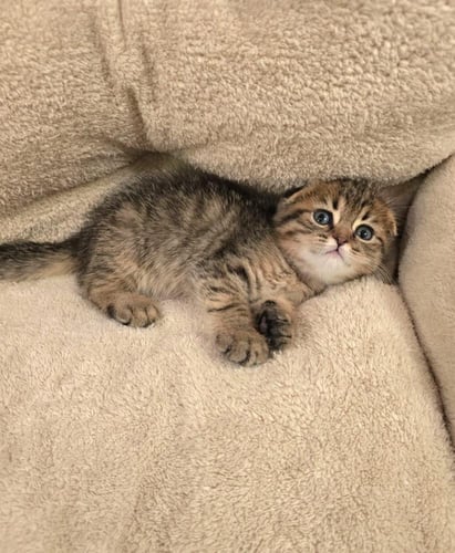 قط سكوتش فولد تايقر ذكر