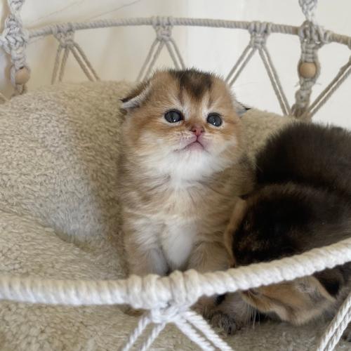 قطة سكوتش فولد NY25 انثى