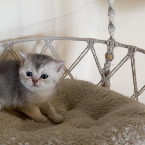 قطة سكوتش ستريت سلڤر ذكر