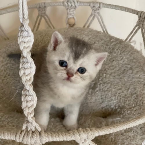 قطة سكوتش ستريت سلڤر ذكر