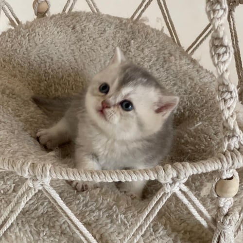 قطة سكوتش ستريت سلڤر ذكر