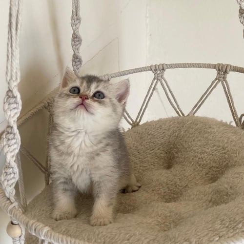 قط سكوتش ستريت سلڤر ذكر