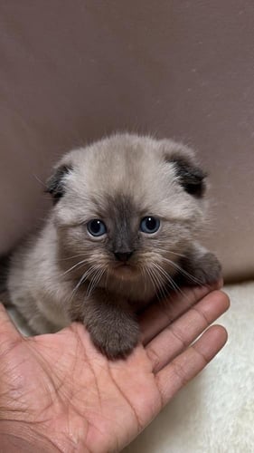 قط سكوتش فولد هملايا / ذكر