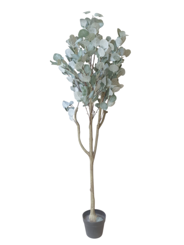 شجرة الكالبتوس رمادي