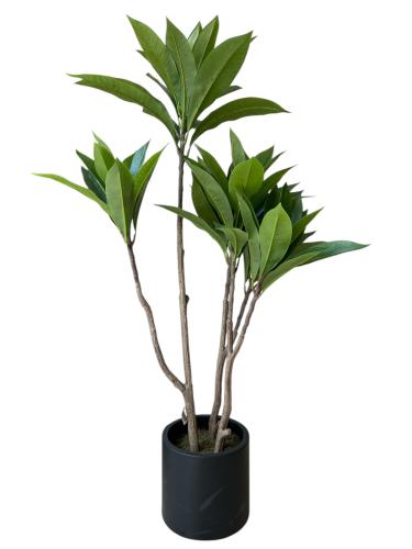 شجرة فرنجيباني