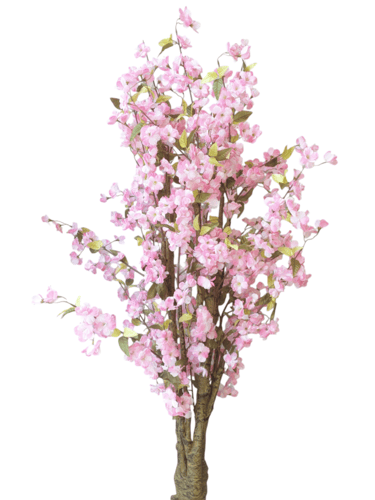 شجر كرز بامبي