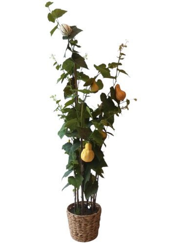 شجرة اليقطين