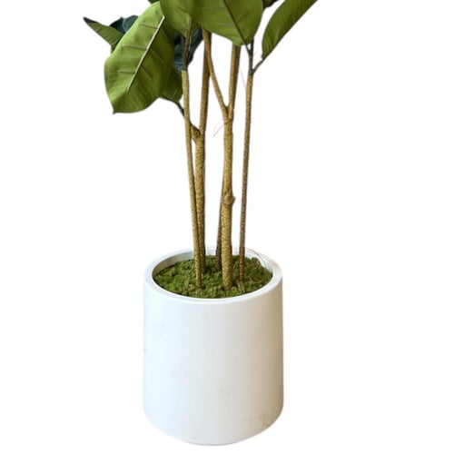 شجرة المطاط الاخضر وسط