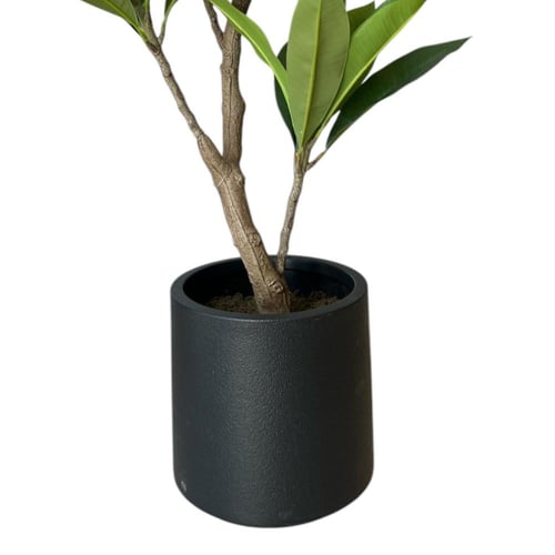 شجرة البلوميريا