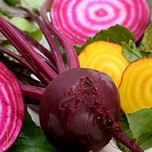 بذور شمندر الذواقة الملون - Gourmet Blend Beet See...