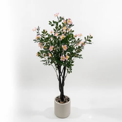 Frangipani tree