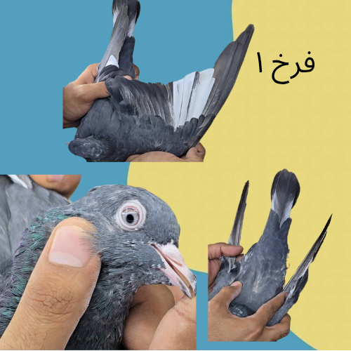طبه رام زيرا