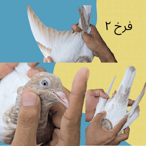 طبه رام لاكه