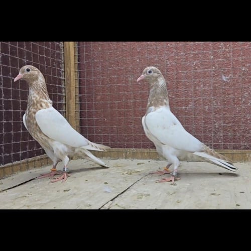 طبه رام لاكه