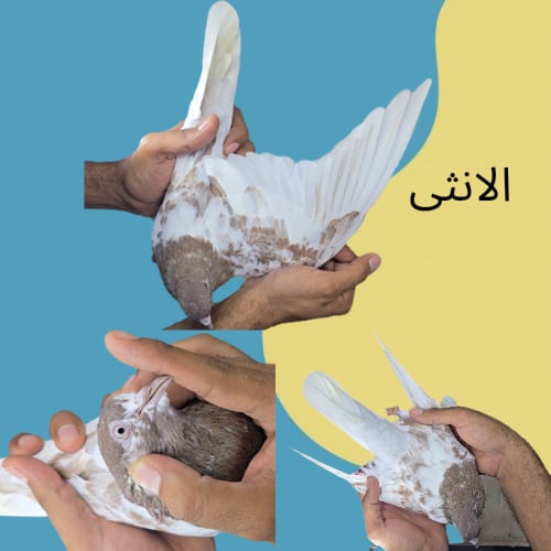 جوز لاكه