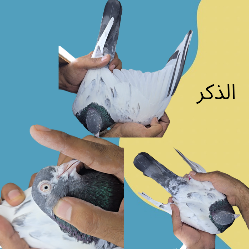 جوز تيدي جنسرا