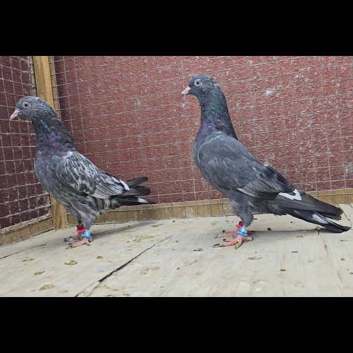 طبه رام زيرا