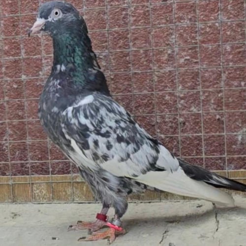 جوز رام زيرا