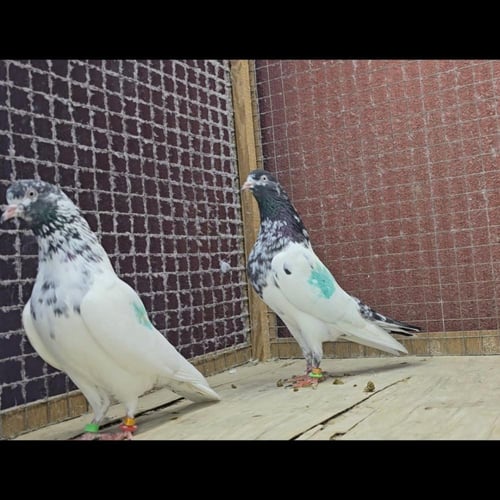 جوز تيدي