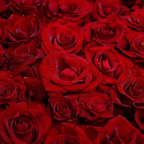 قلب الجوري الأبدي